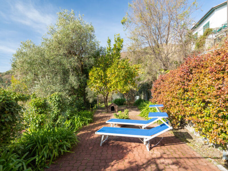 Bouganville Und Agapanthus