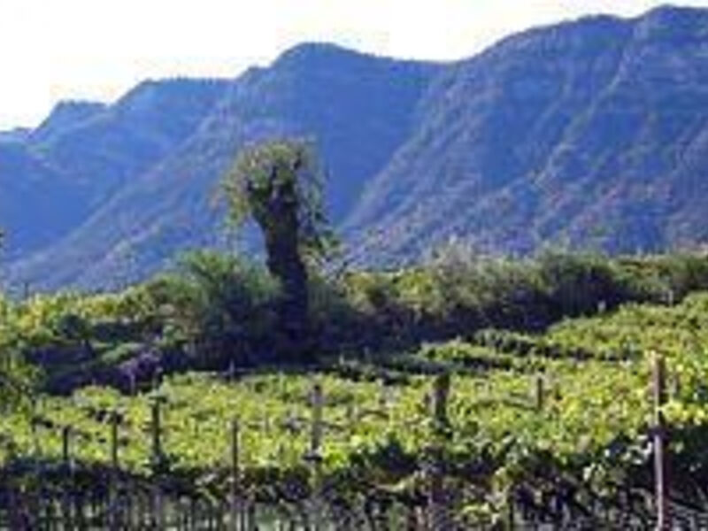 Landhaus Weingut