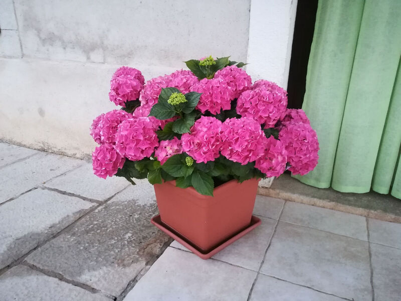 Apartmány 1355-1734