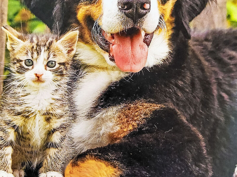 Ferienhaus Erlachhof