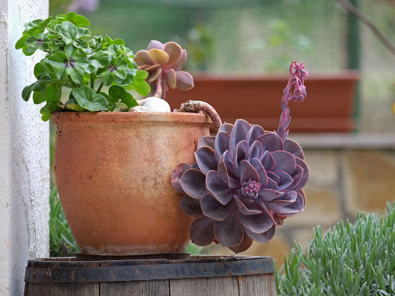 Geräumige Ferienwohnung Lavanda 4