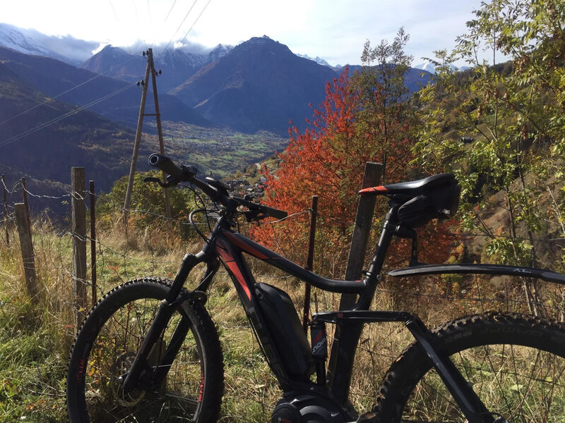 Amici 1. Stock Allegra