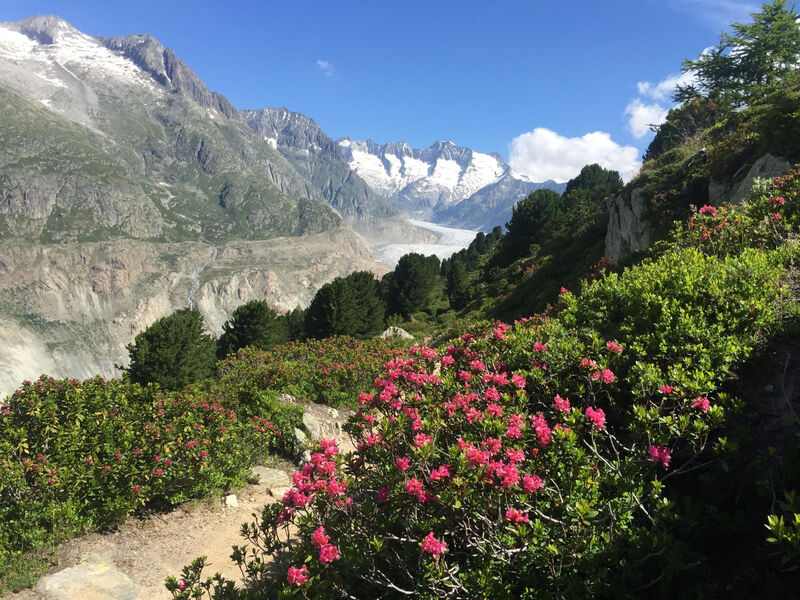 Amici 1. Stock Allegra