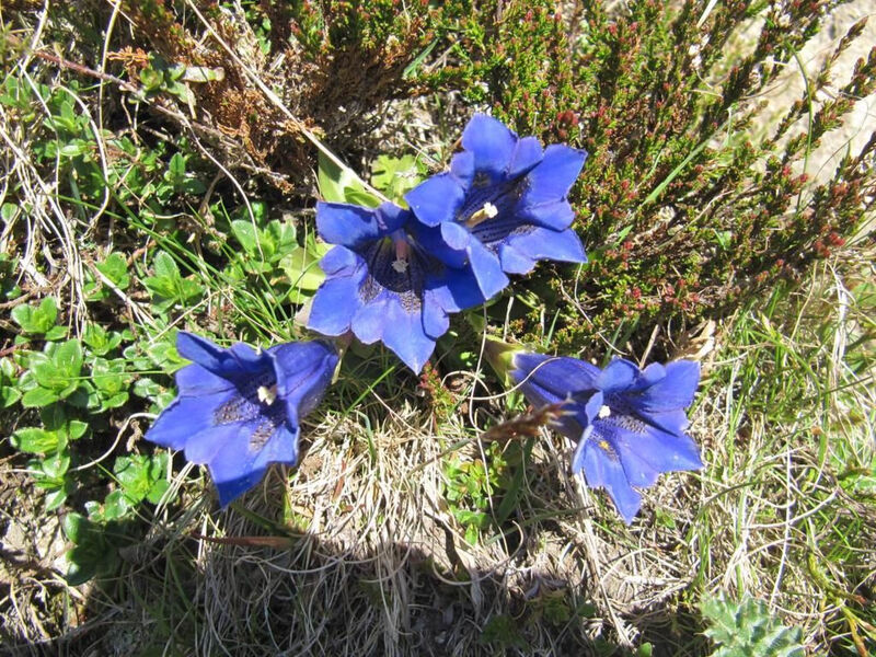 Amici 1. Stock Allegra