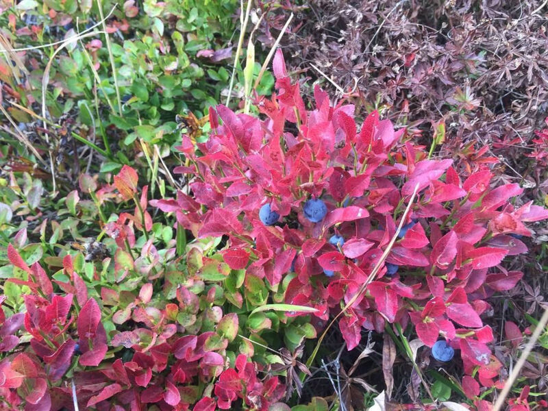 Amici 1. Stock Allegra