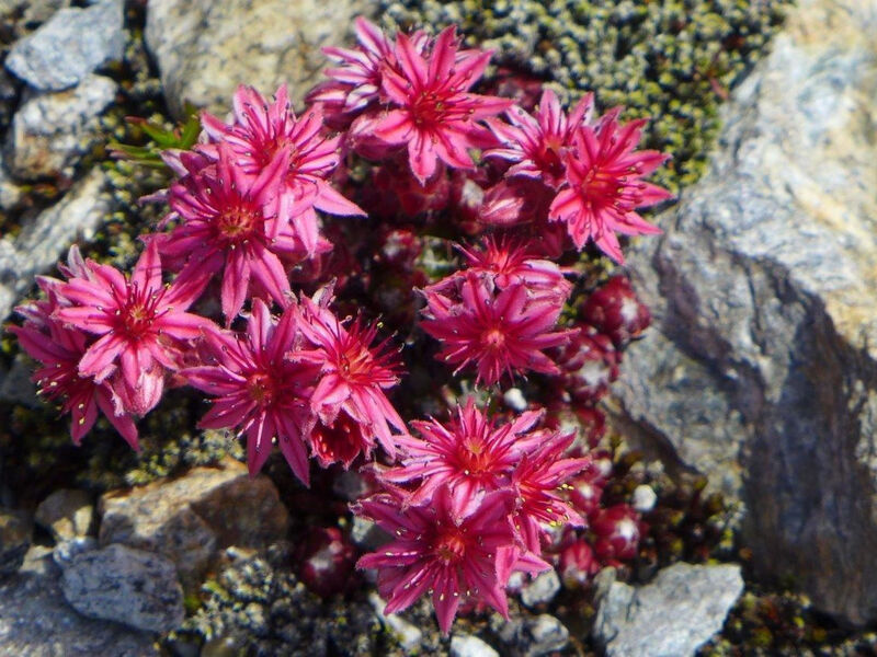 Amici 1. Stock Allegra