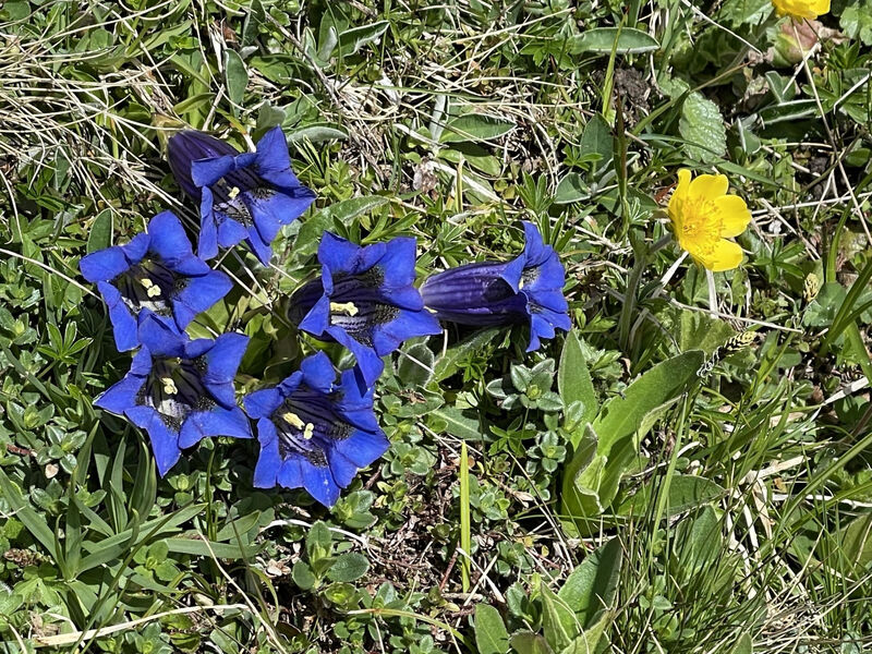 Amici 1. Stock Allegra