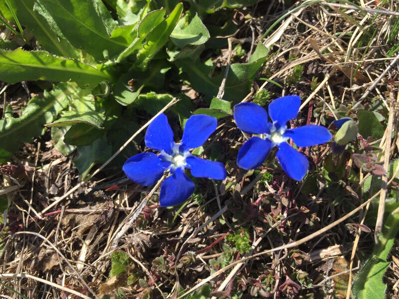 Amici 1. Stock Allegra