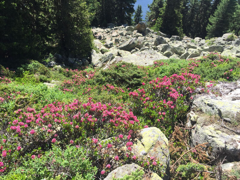 Amici 1. Stock Allegra