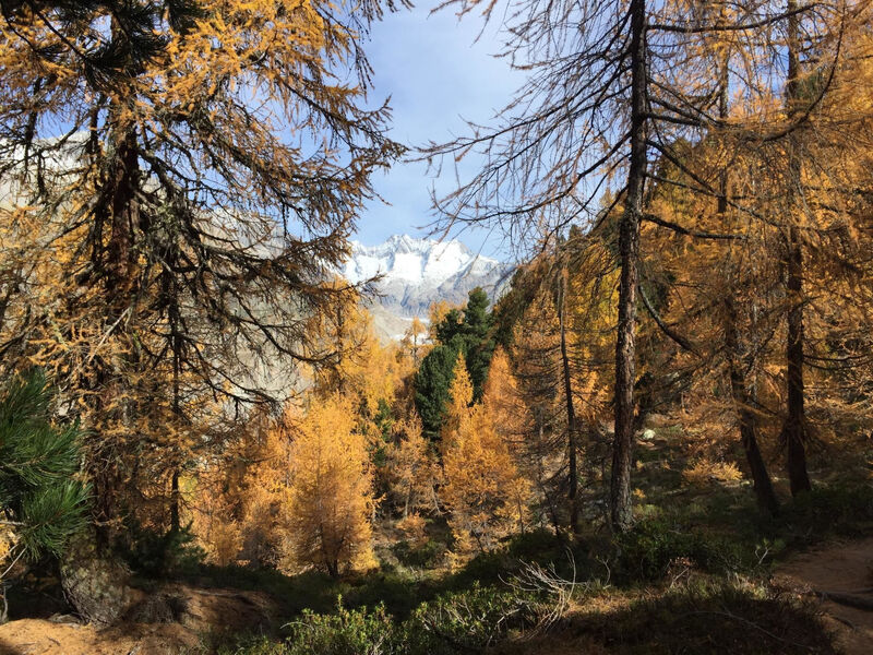 Amici 1. Stock Allegra