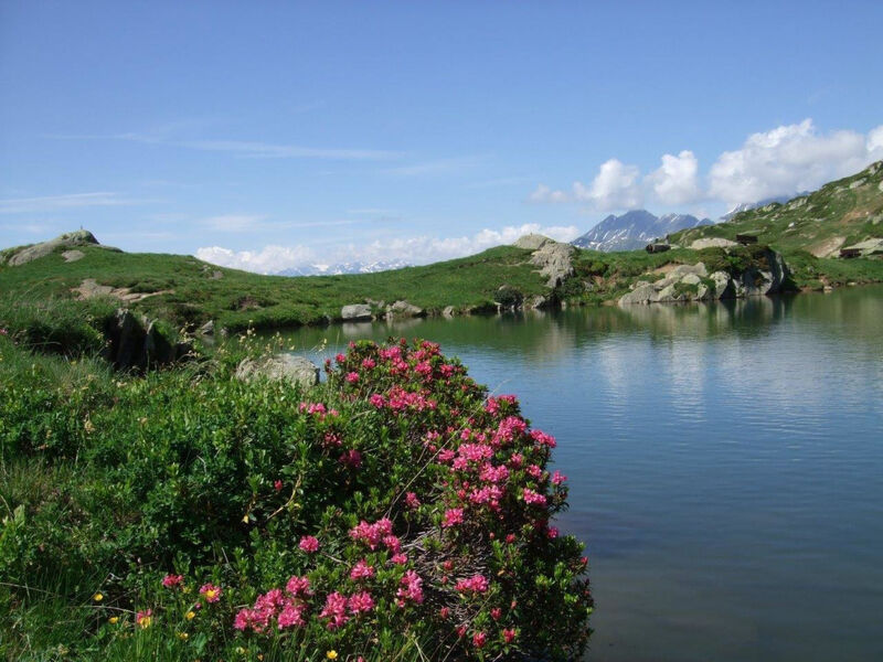 Amici 1. Stock Allegra