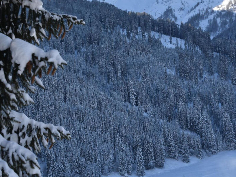 Ferienwohnung Schatz