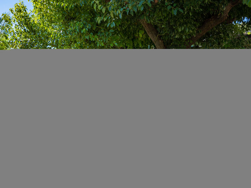 Mimosa - Agriturismo San Giuseppe