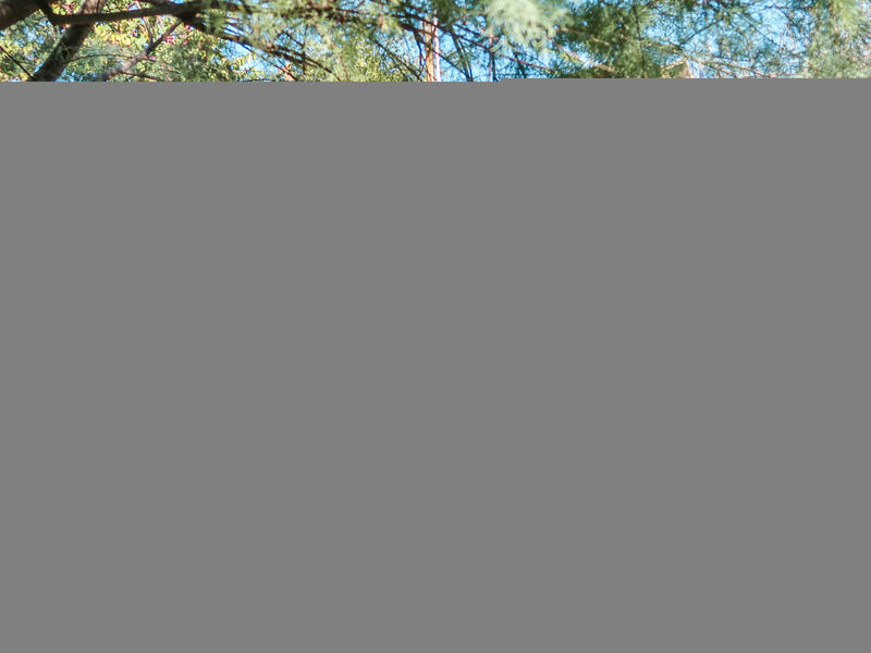 Olivo - Agriturismo La Crosa