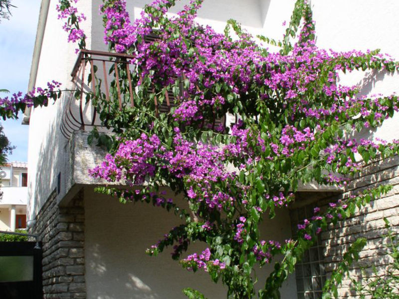 Apartmán Patricija