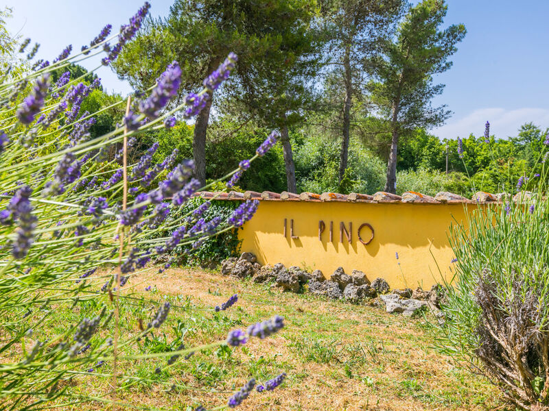 Pino Di Sopra
