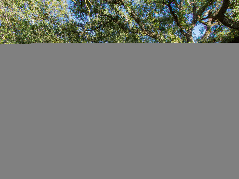 Merlot presso Podere il Pino