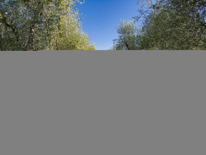 Merlot presso Podere il Pino