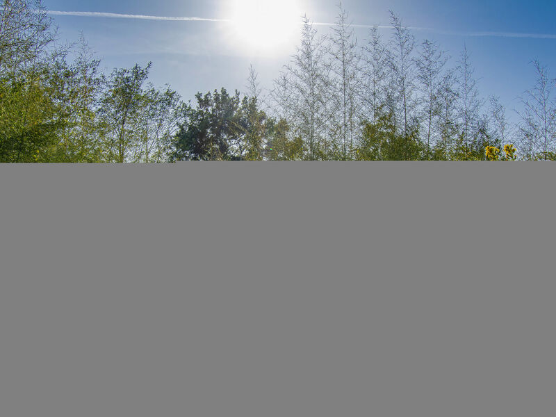 Merlot presso Podere il Pino