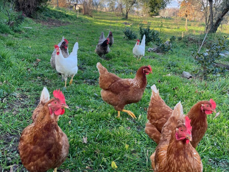 'Merula Antica Dimora'