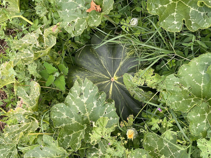 'Merula Antica Dimora'