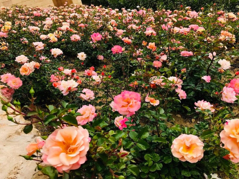 Graffeo-Häuser Haus der Rosen