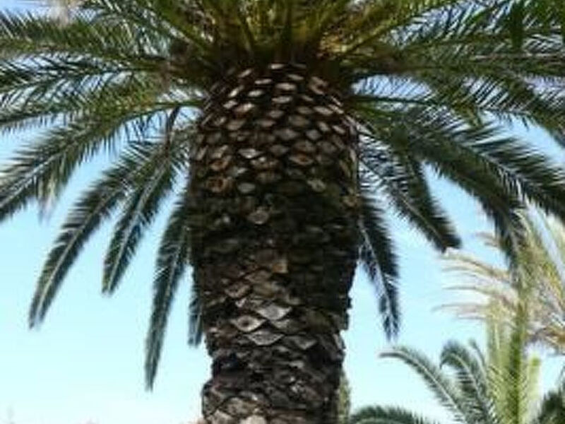 Schöner zentraler Bungalow direkt am Sandstrand auf Sizilien