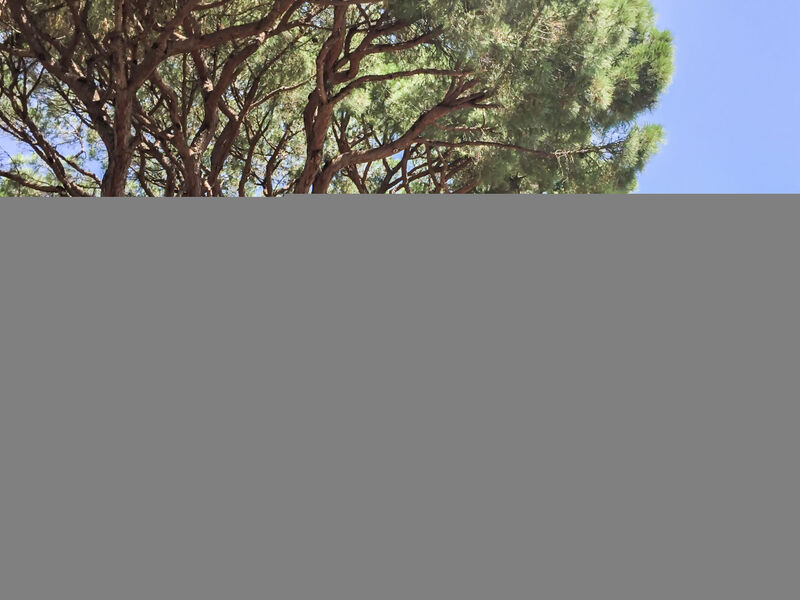 Les Pins Ensoleilles