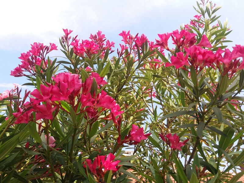 Oleandri1