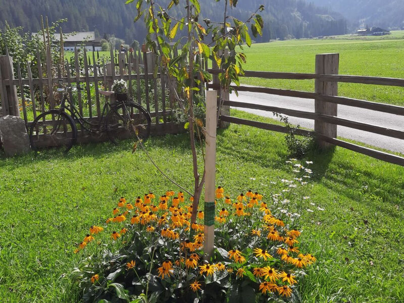 Althaus