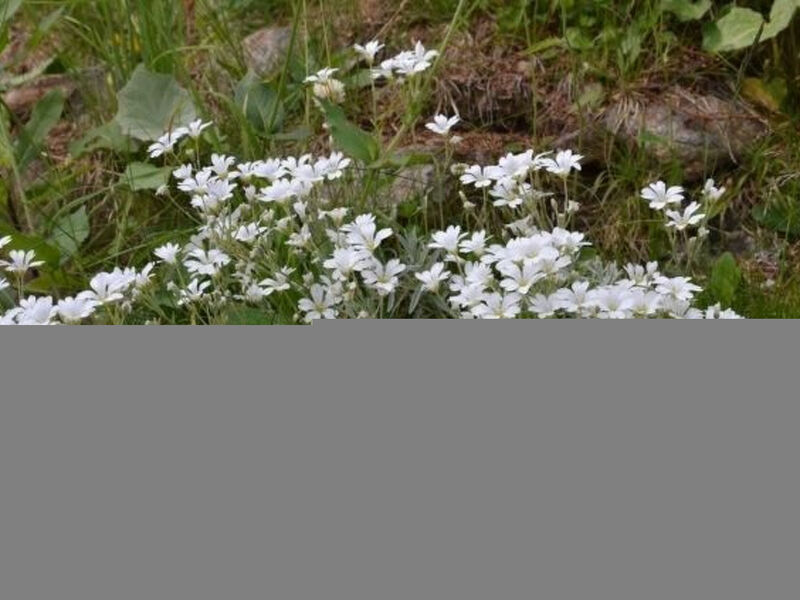 Almhaus am Hohenwart