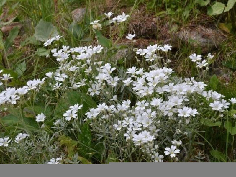Almhaus am Hohenwart