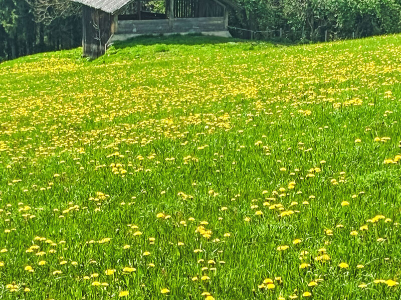 Salzmannhof