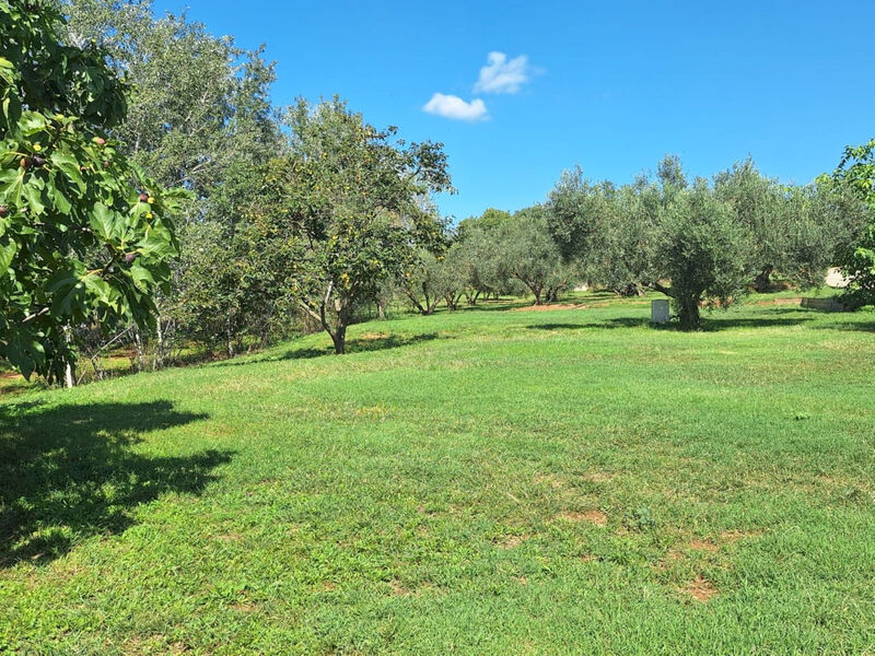 Finca el Olivar