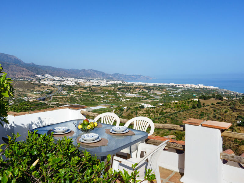 Camelia Blanca