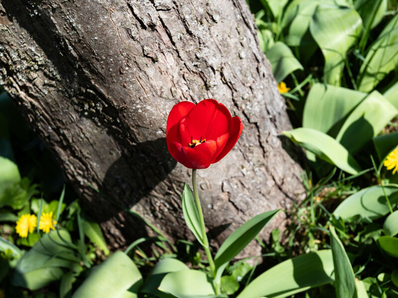 Les Jonquilles