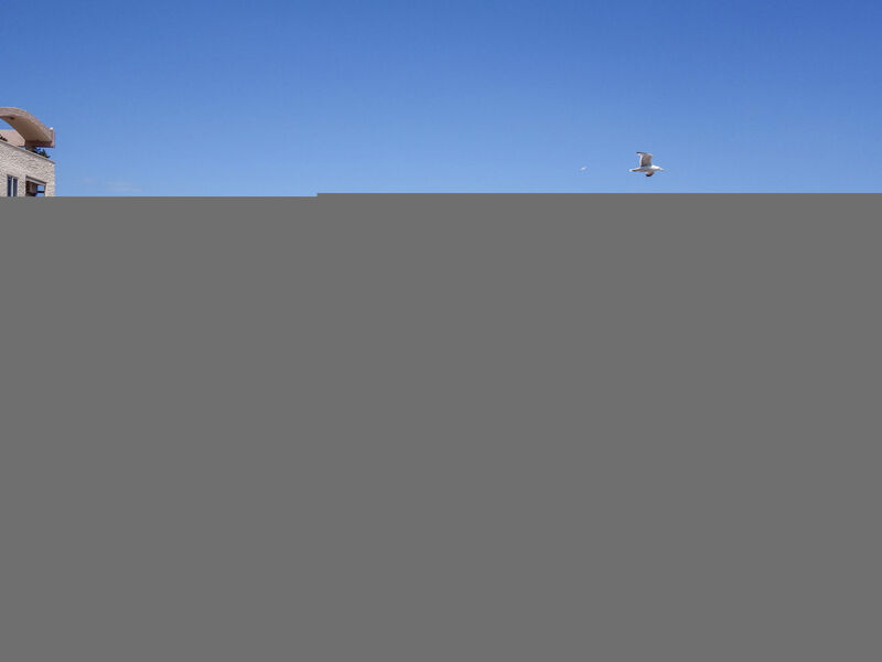 Ibis