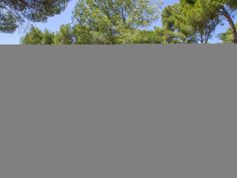 le grand Pin