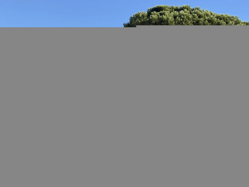 Les Pins Bleus