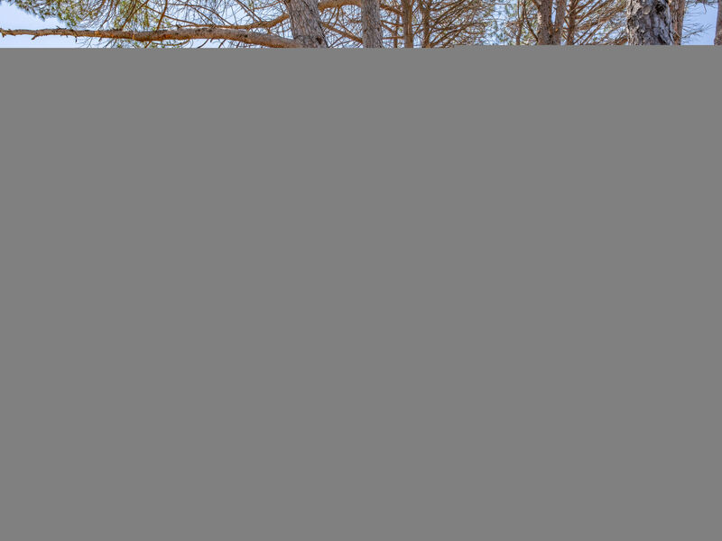 Le Clos d'Alice