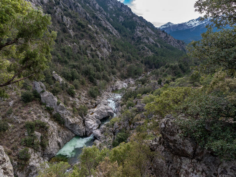 Migone De Sampolo