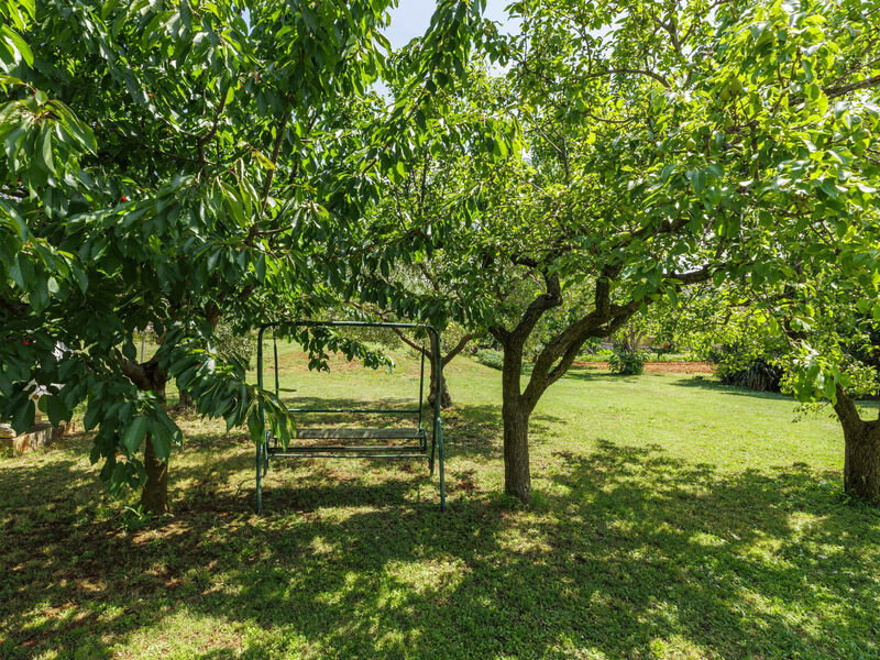 Olivo