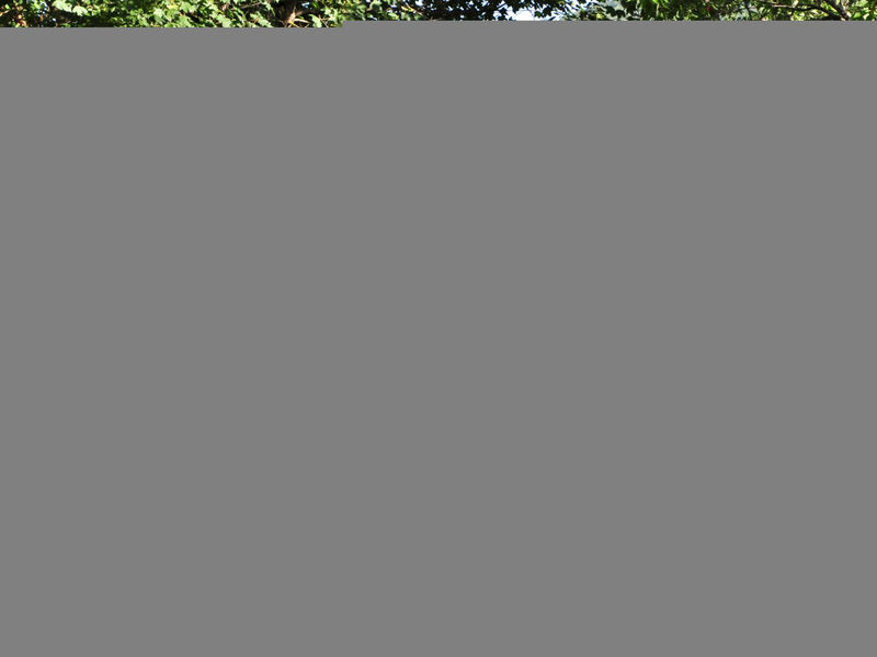 Istrien Traditionelles Steinhaus 4