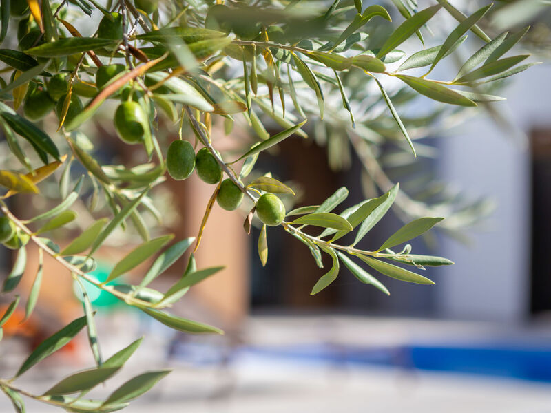 Old Olive III