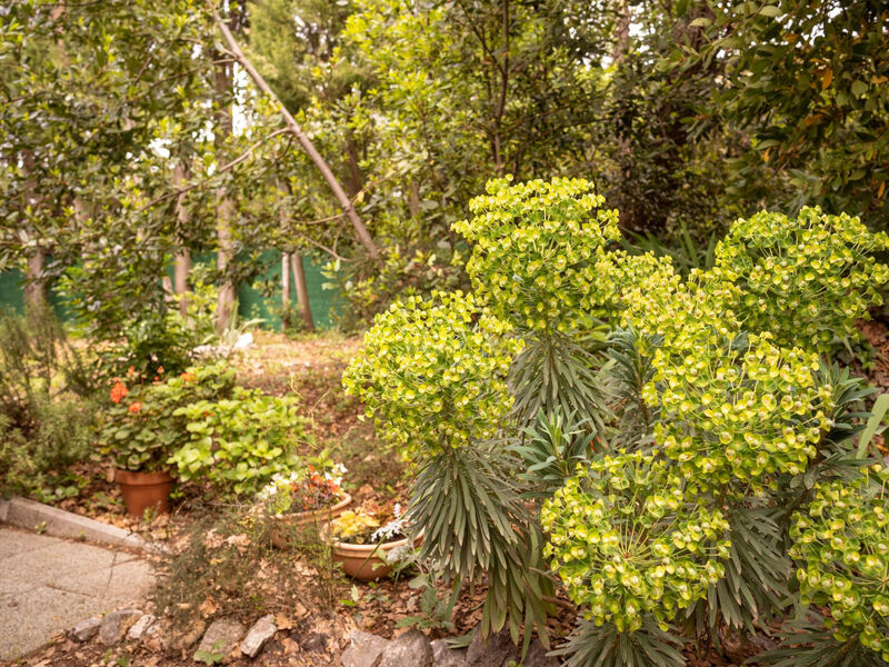 Tiny house Laurel - 70 Meter vom Strand entfernt