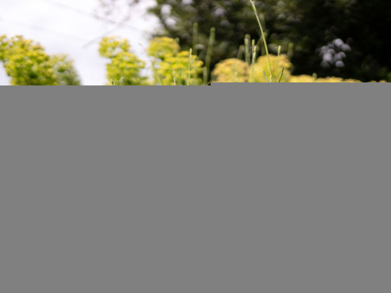 Tiny house Laurel - 70 Meter vom Strand entfernt