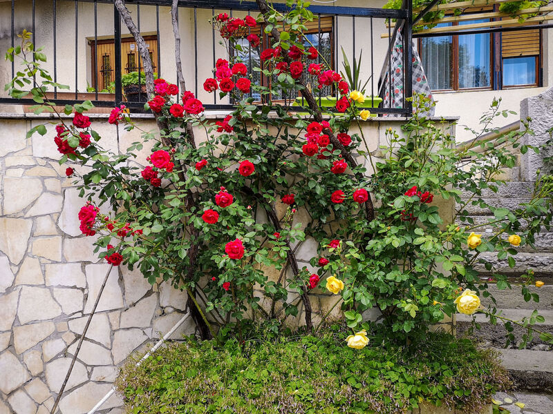 Dvor