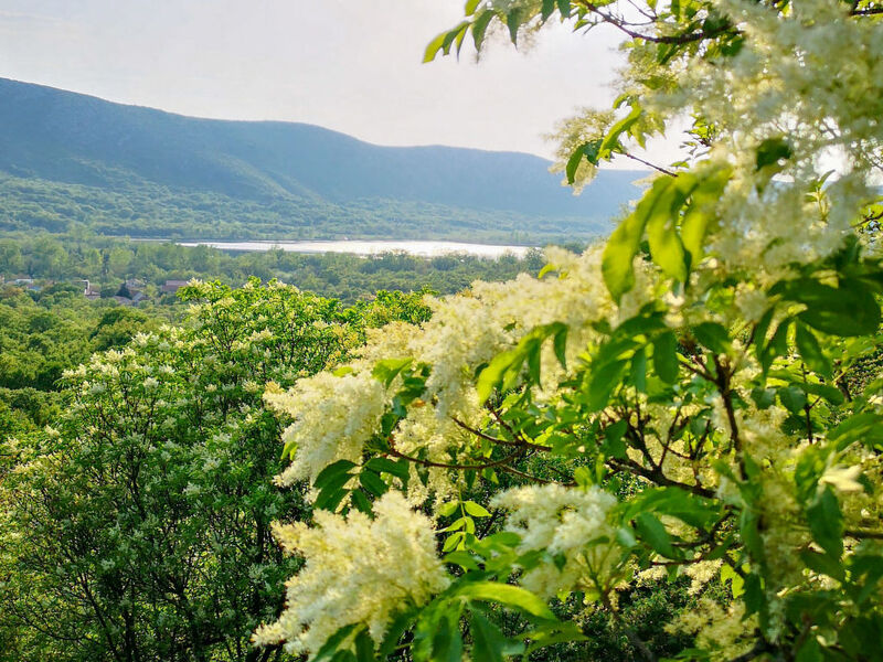 Dvor