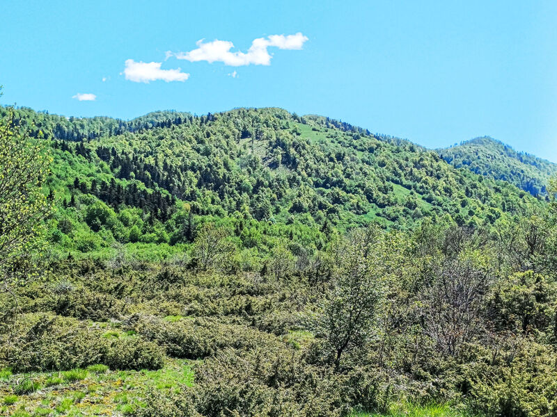 Ravno