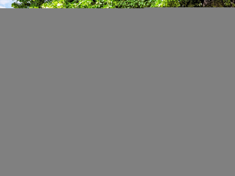 Duck House